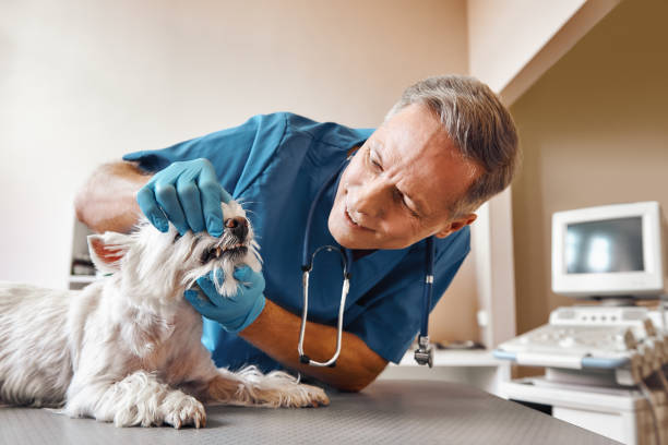 Best Emergency Dental Care for Trauma or Injury in Gulfport, FL